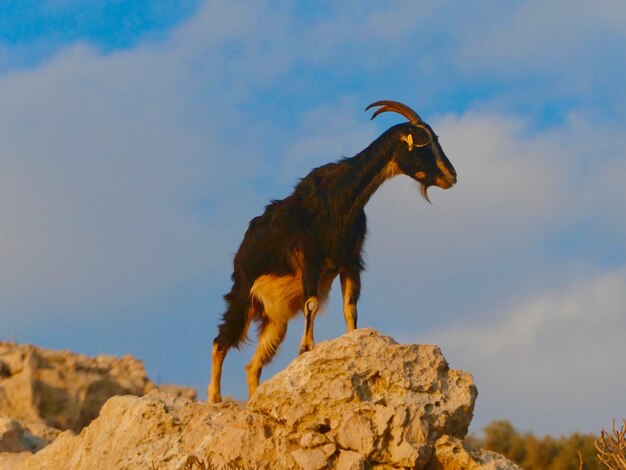 Foto cabra en la montaña