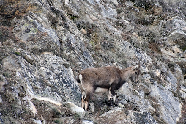 Foto la cabra montés en el bosque