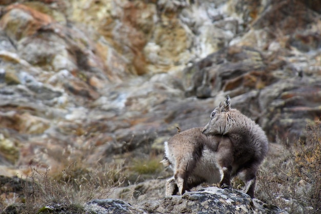 Foto la cabra montés en el bosque