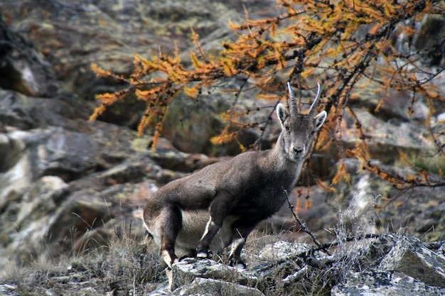 Foto la cabra montés en el bosque