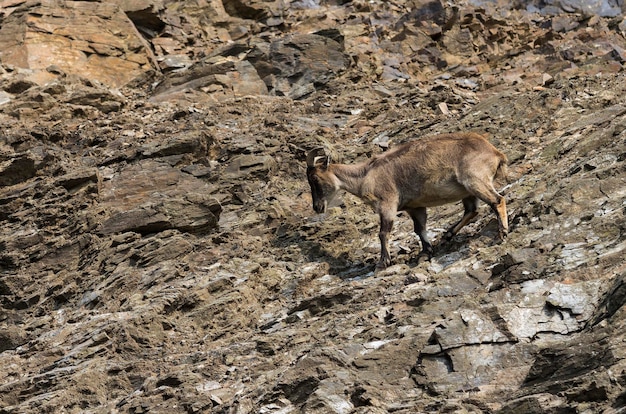 Cabra montés camina en las montañas