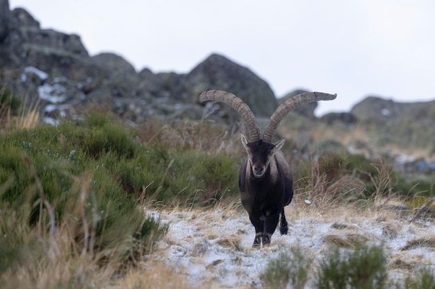 Cabra montés ibérico (Capra pyrenaica victoriae) Ávila, España