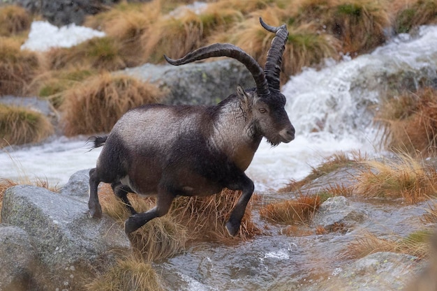 Cabra montés ibérico Capra pyrenaica victoriae Ávila España