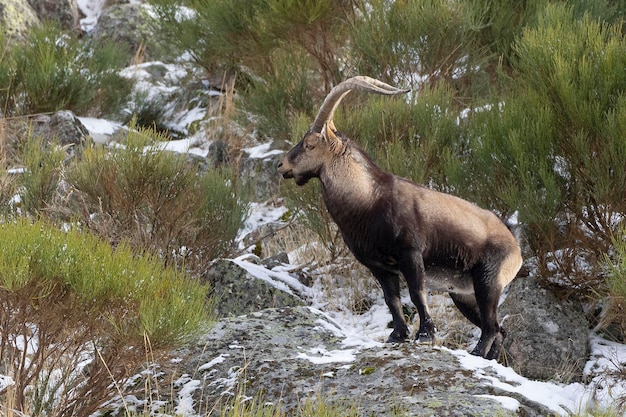 Cabra montés ibérico Capra pyrenaica victoriae Ávila España