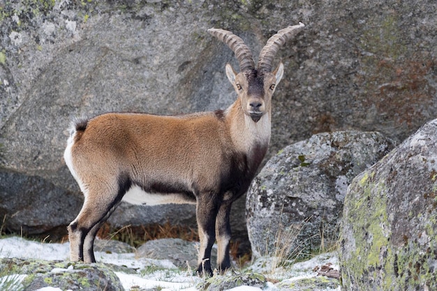 Cabra montés ibérico Capra pyrenaica victoriae Ávila España