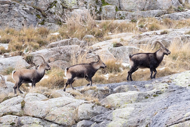 Cabra montés ibérico Capra pyrenaica victoriae Ávila España