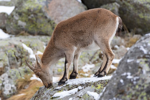 Cabra montés ibérico Capra pyrenaica victoriae Ávila España