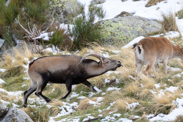 Cabra montés ibérico Capra pyrenaica victoriae Ávila España