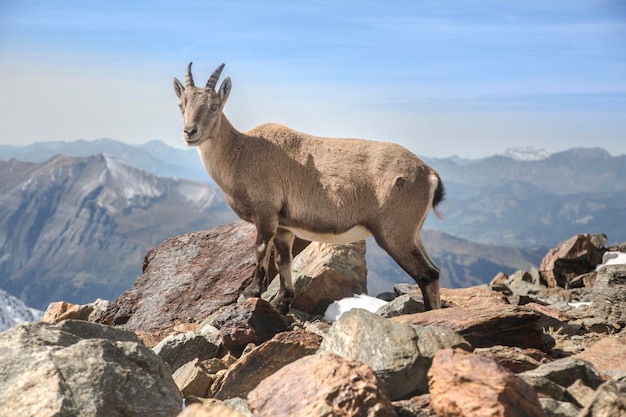 Cabra montés joven alpino Ibex en las rocas en los prados Mount Blanc Francia