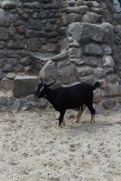 Foto cabra montés negra sobre un fondo de piedras