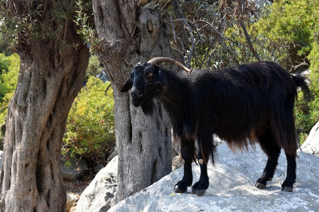 Cabra montés negra sobre una roca