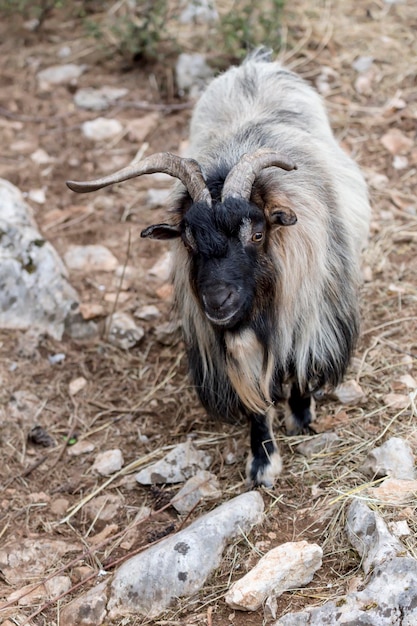 Foto cabra montés de pelo largo en el hábitat natural macedonia noroeste de grecia