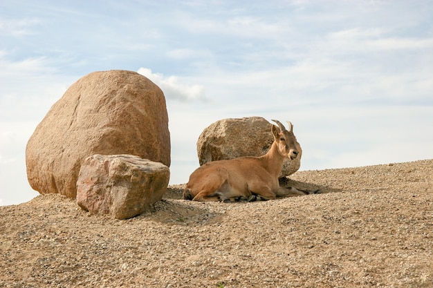 Una cabra montesa adulta yace en una pendiente cerca de tres grandes piedras contra el cielo. Cielo soleado con nubes.