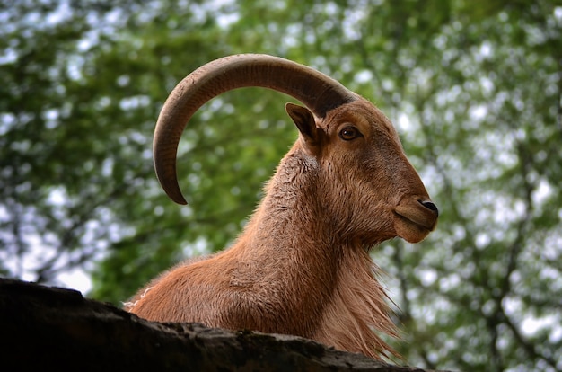 Cabra montesa con cimarrón