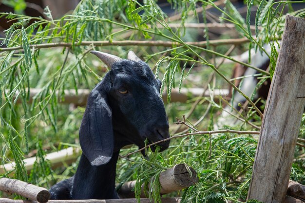 Foto cabra negra comiendo hojas de acacia