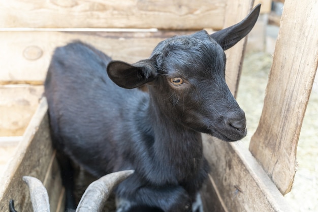 Cabra negra sin cuernos está de pie en el cobertizo de madera agricultura mamíferos ganadería cabras