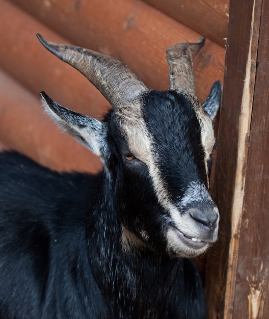 Cabra negra en zoológico día de verano