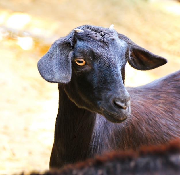 cabra negra, en un zoológico