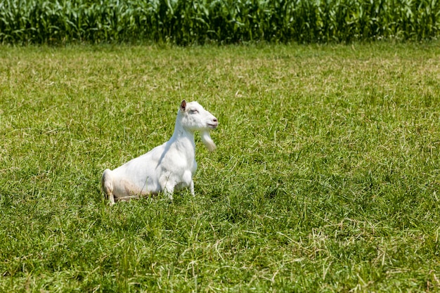 Cabra no campo