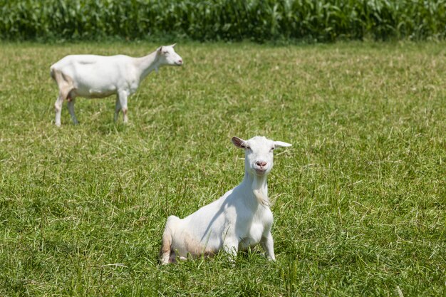 Cabra no campo