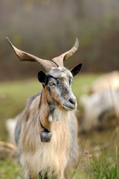 Cabra no prado. Rebanho de cabras