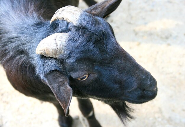 Foto cabra no zoológico