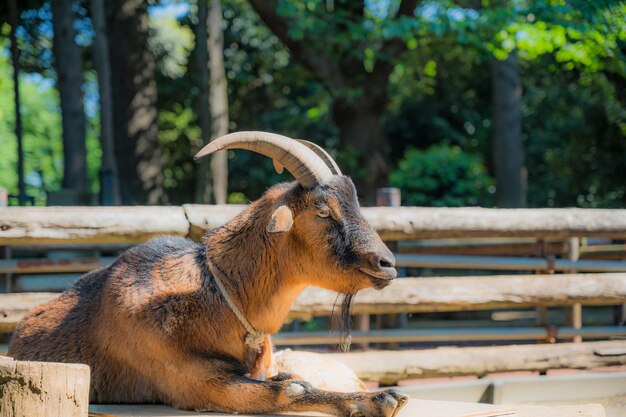 cabra no zoológico