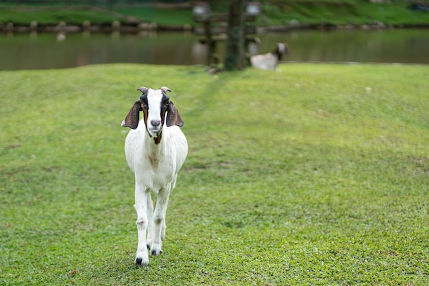 Cabra núbia em uma fazenda