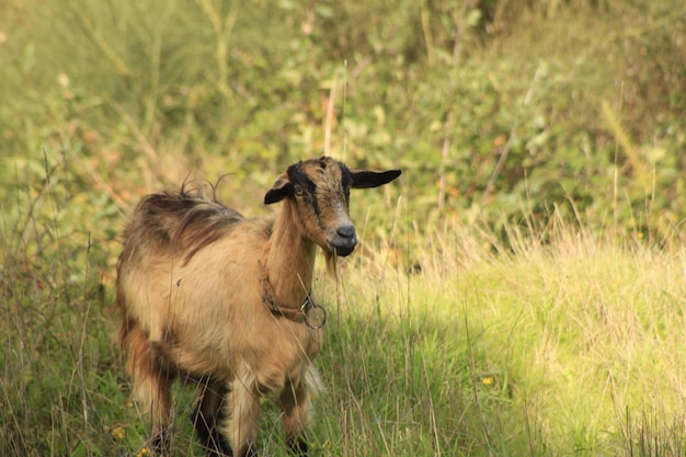 Cabra num campo gramado