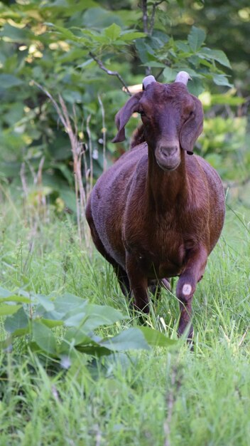 Foto cabra num campo