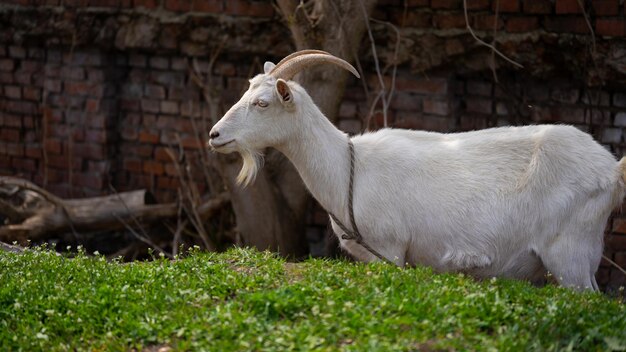 Una cabra pasta en el campo Una cabra atada pasta en el césped Una cabra blanca pastaba en un prado