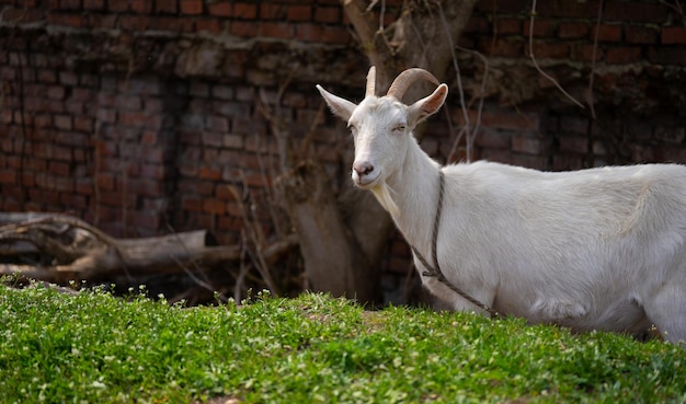 Una cabra pasta en el campo Una cabra atada pasta en el césped Una cabra blanca pastaba en un prado