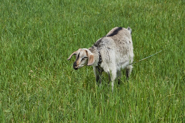 Una cabra pasta en un prado en un cálido día de verano