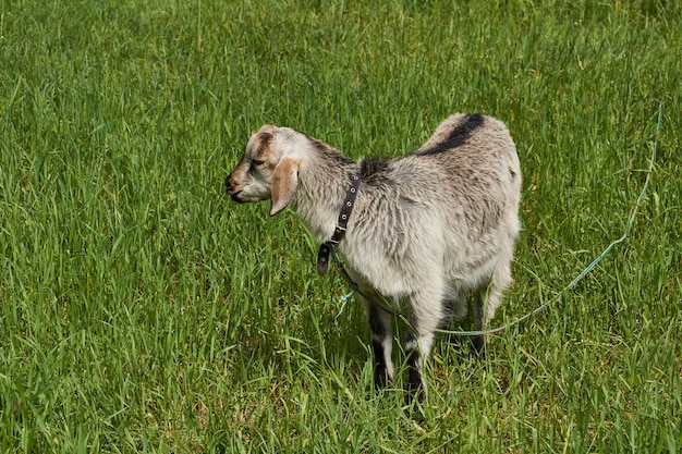 Una cabra pasta en un prado en un cálido día de verano