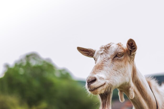 cabra pastando en la naturaleza agricultura orgánica