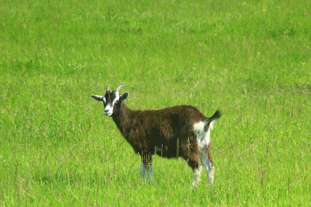 la cabra en el pasto de la hierba verde en el pastizal