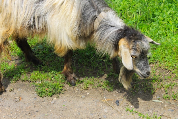 Cabra en el pasto