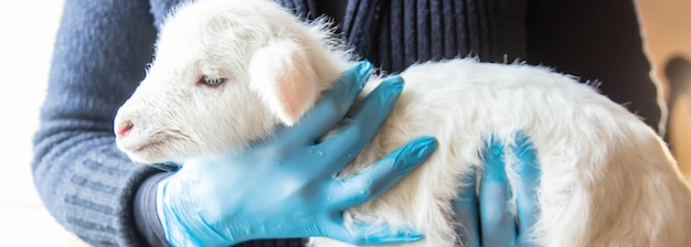 Cabra pequeña en manos de un veterinario para alimentar.