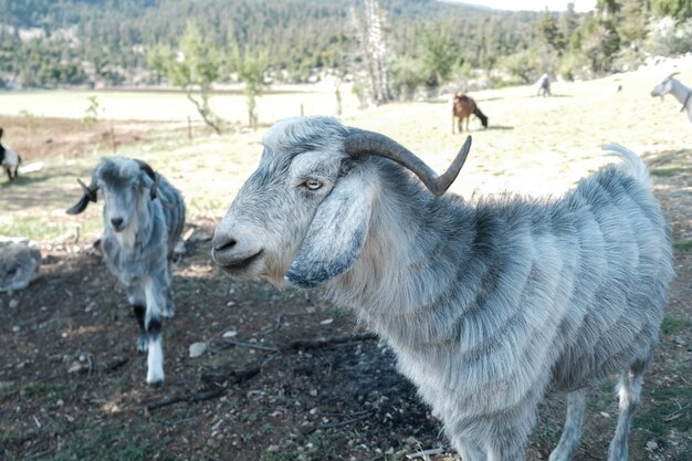 Foto cabra de pie en un campo en turquía