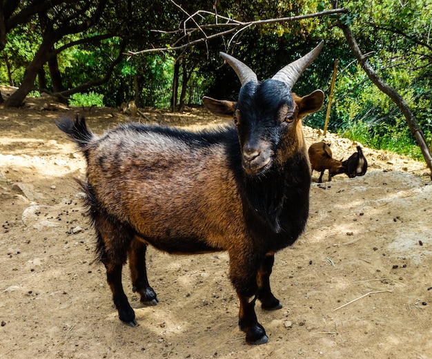 Cabra pigmeu africana