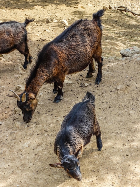 Cabra pigmeu africana