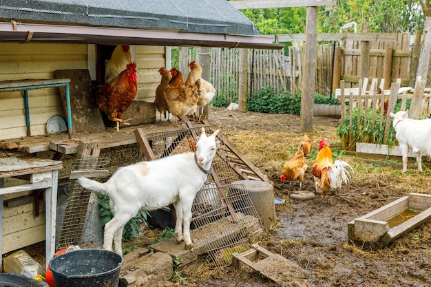 Cabra y pollo de corral en una granja de animales orgánicos pastando libremente en el patio en el fondo del rancho gallina...