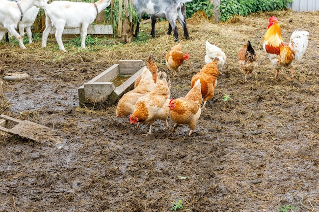 Cabra y pollo de corral en la granja de animales orgánicos que pastan libremente en el patio en el fondo del rancho gallina ch ...