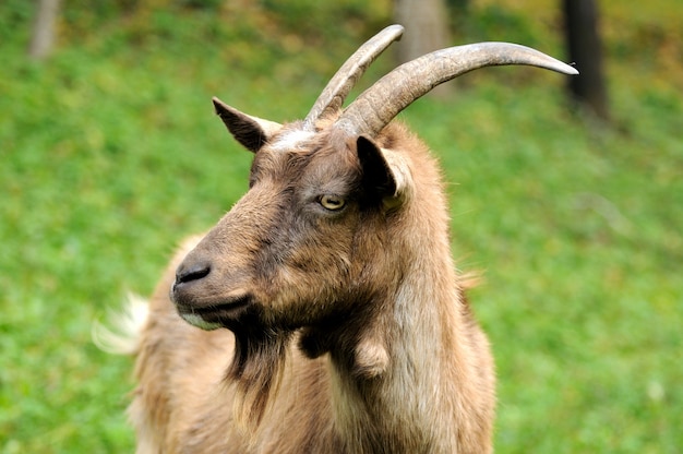 Cabra en prado. Manada de cabras