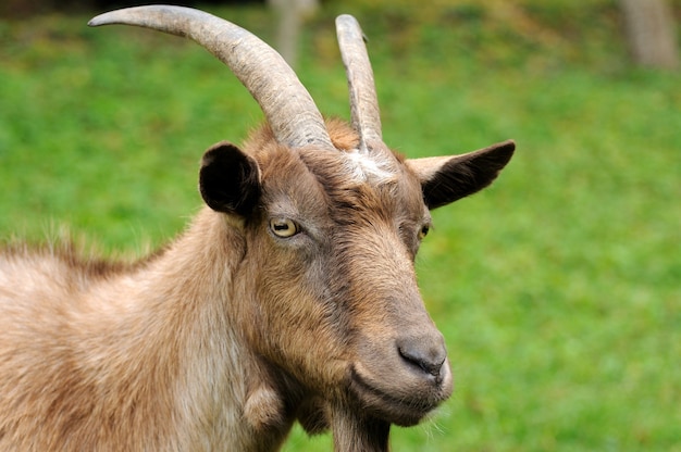 Cabra en prado. Manada de cabras