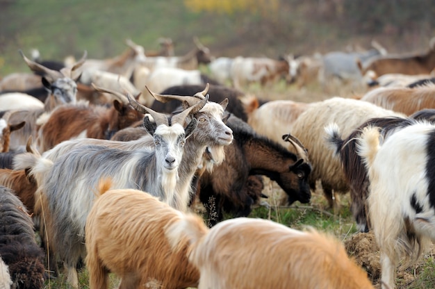 Cabra en prado. Manada de cabras