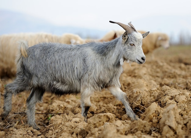 Cabra en prado. Manada de cabras