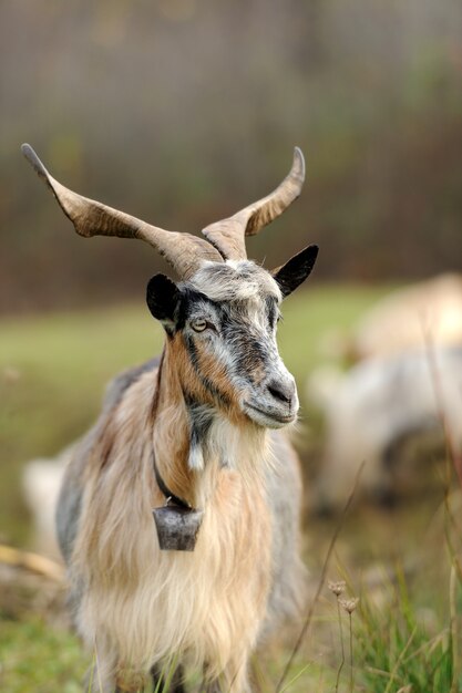 Cabra en prado. Manada de cabras