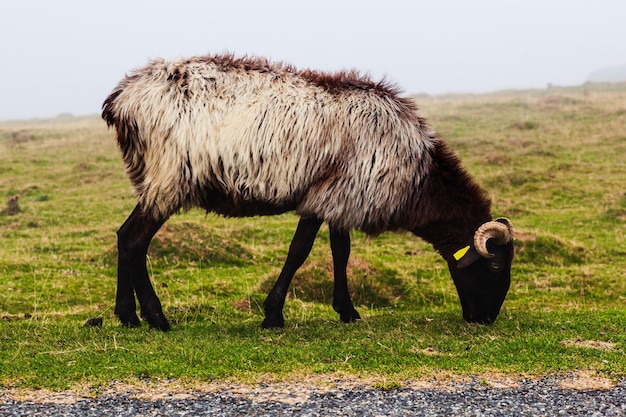 Cabra en un prado en la niebla