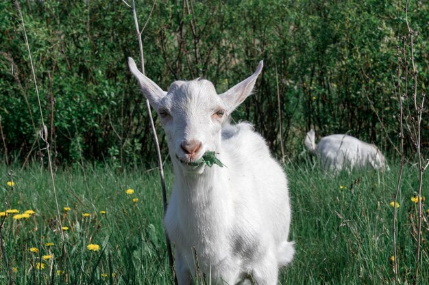 Cabra preta e branca em um pasto verde com fundo verde